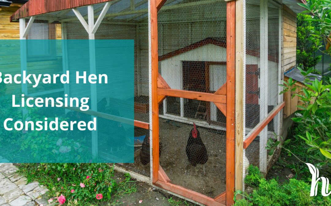 Hanna Council Considers Backyard Hens in Bylaw Update